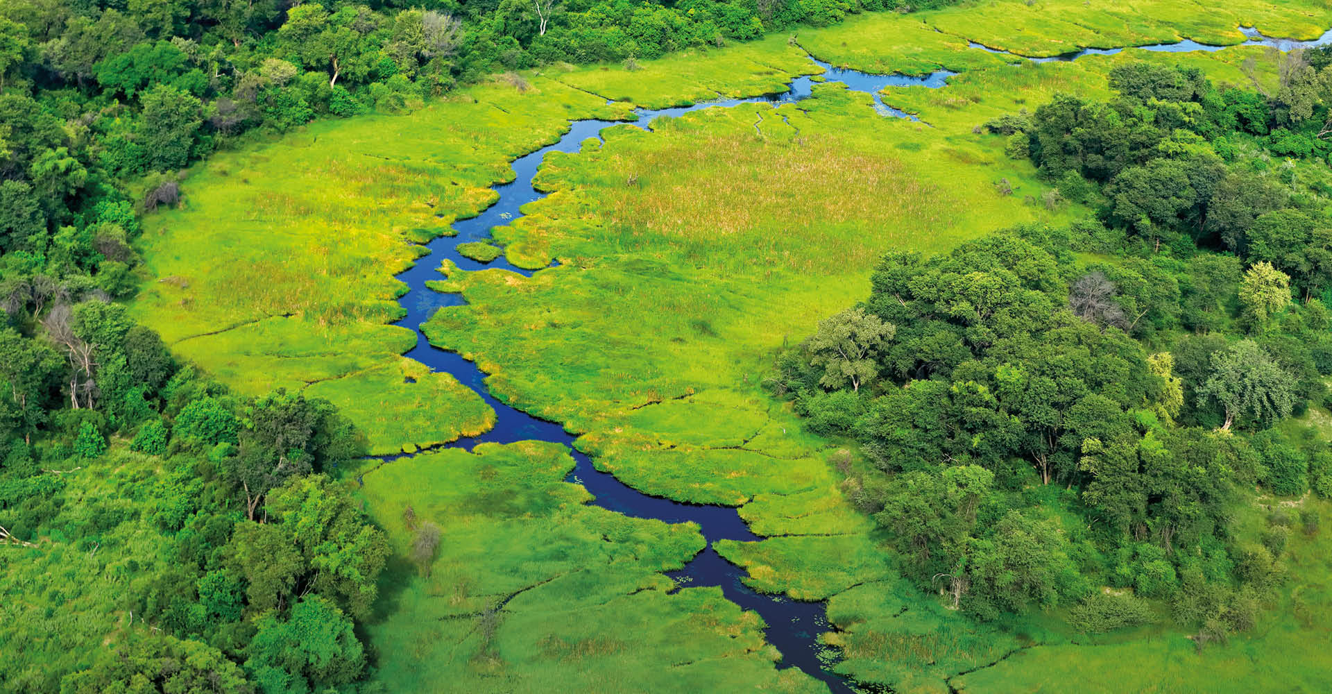 Immagine di una foresta molto verde